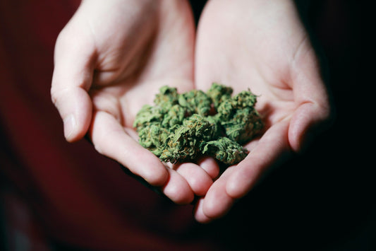 THCA vs. THC: The Key Differences You Need to Know (Beginner’s Guide)