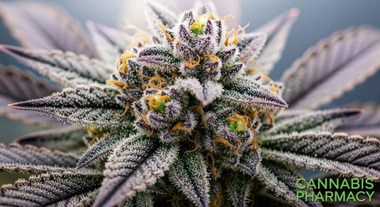 The Grape Jelly Strain: A Sweet and Sedating Cannabis Experience