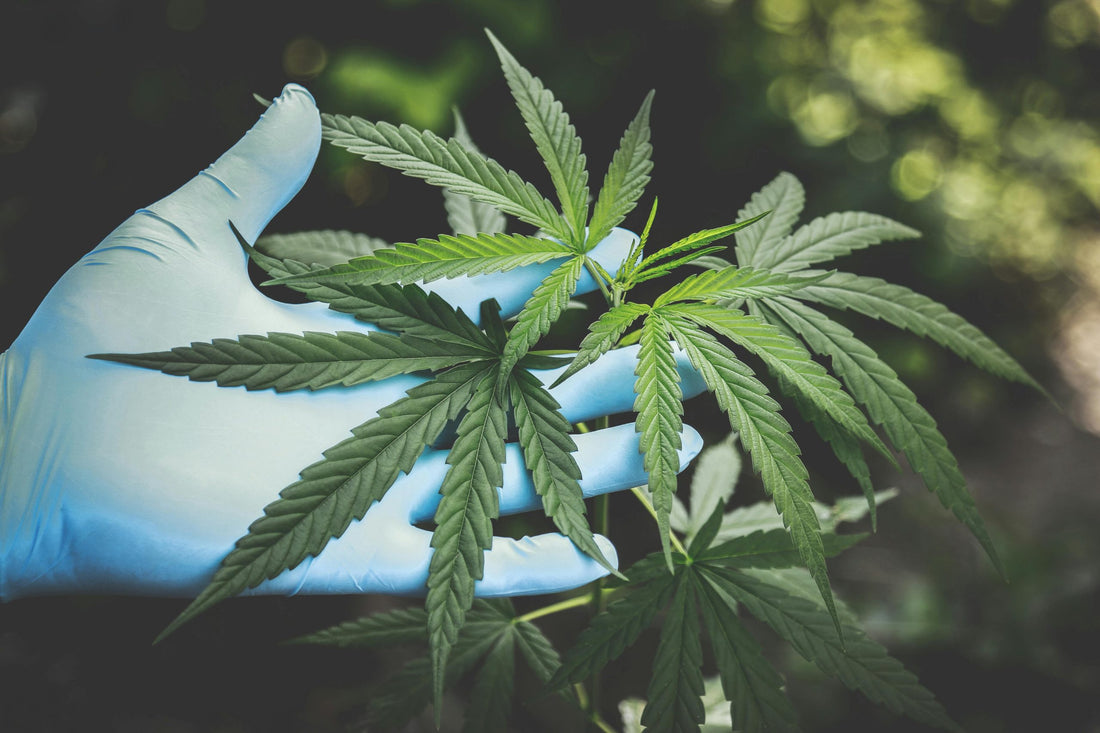 What is THCP? A Comprehensive Guide to the Newest Cannabinoid