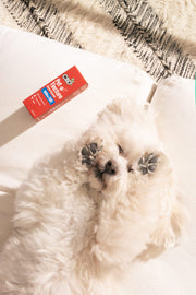 CBDfx | CBD Dog Tincture | 500mg CBD 30mL – lifestyle photo