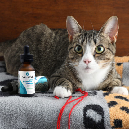 Paw CBD Catnip Flavored Oil For Cats 300mg Lifestyle Shot