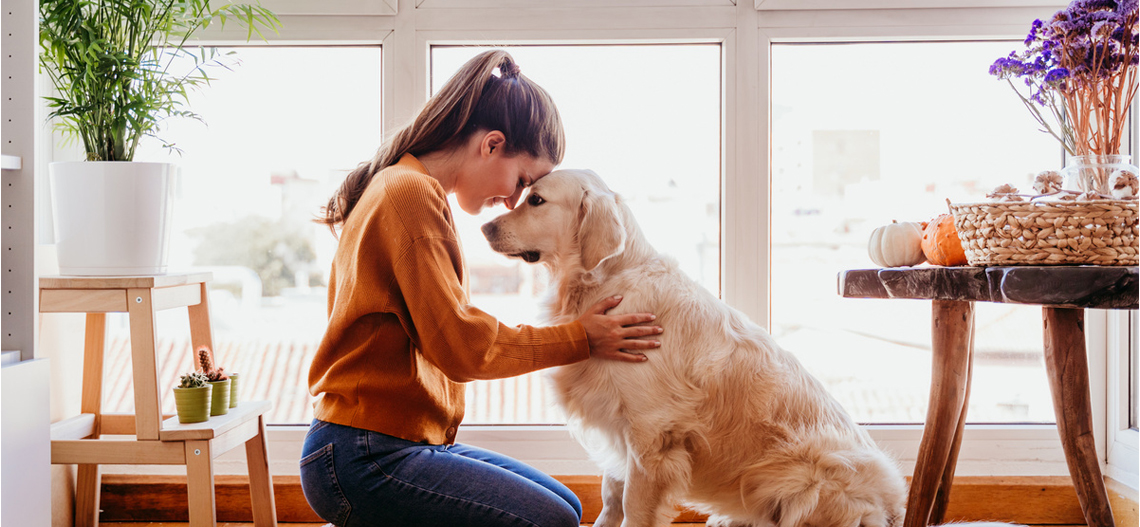 Why Your Furry Friend Might Benefit From CBDmd for Dogs