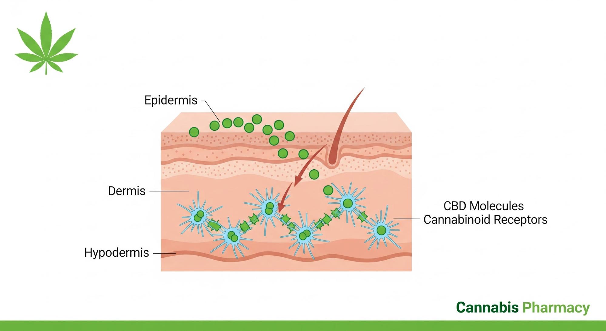 The Endocannabinoid System in Your Skin